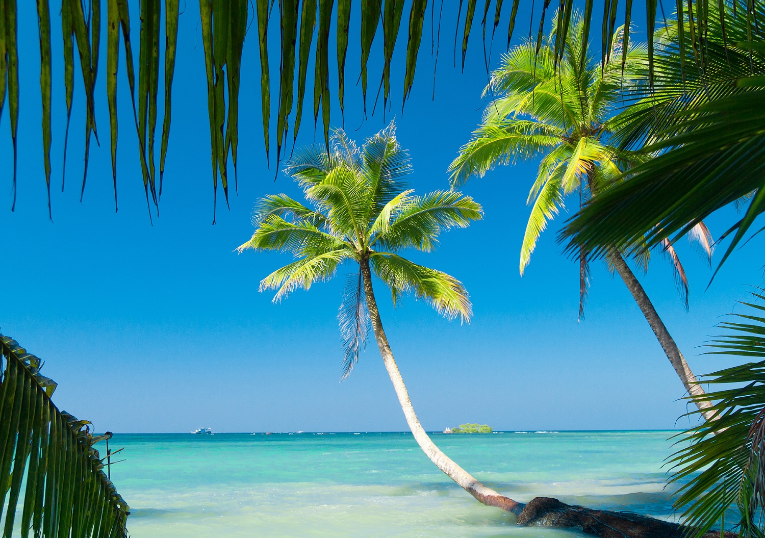 exotic-paradise-palm-panorama.jpg