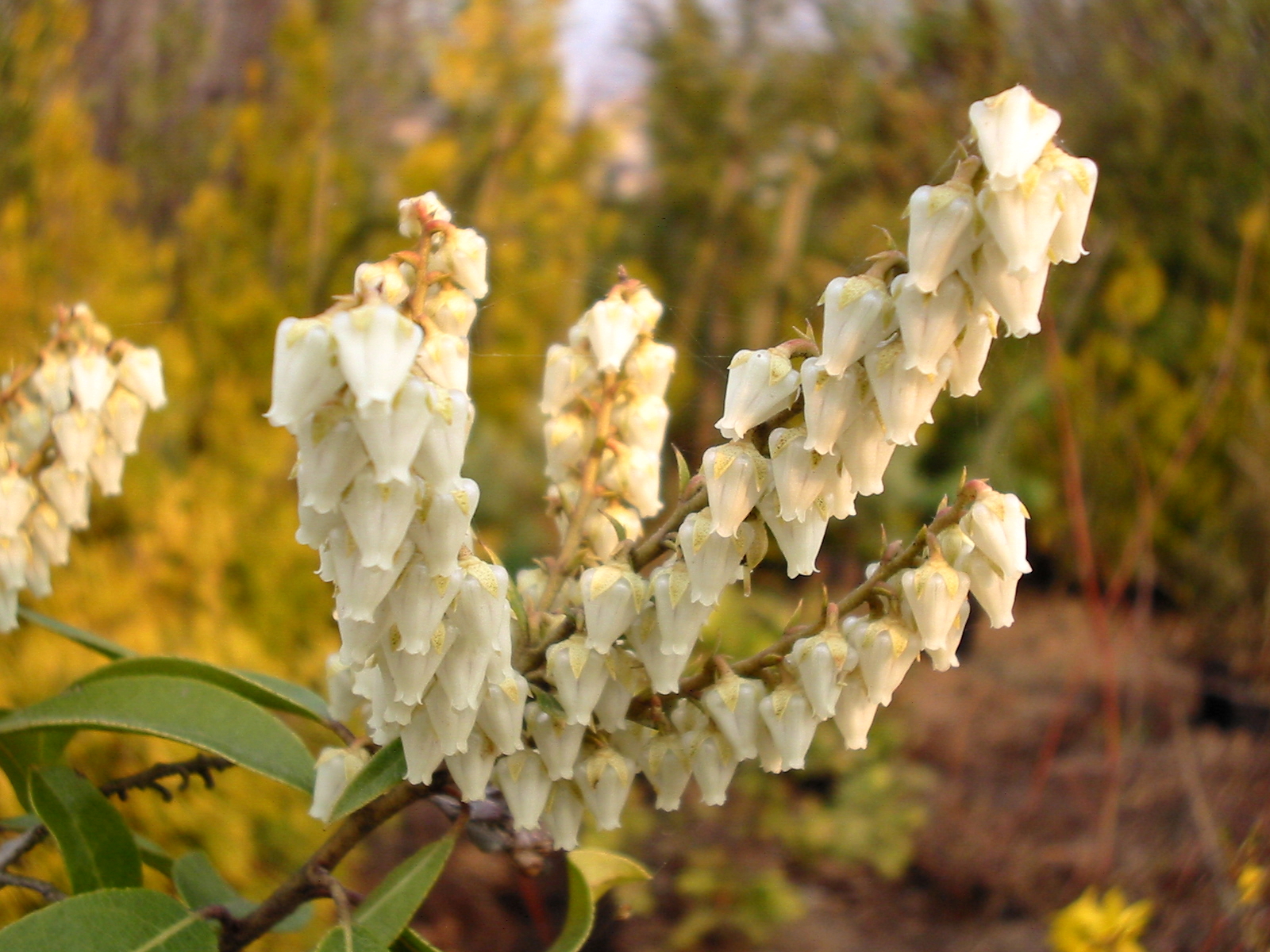 pieris-florib-060505.jpg