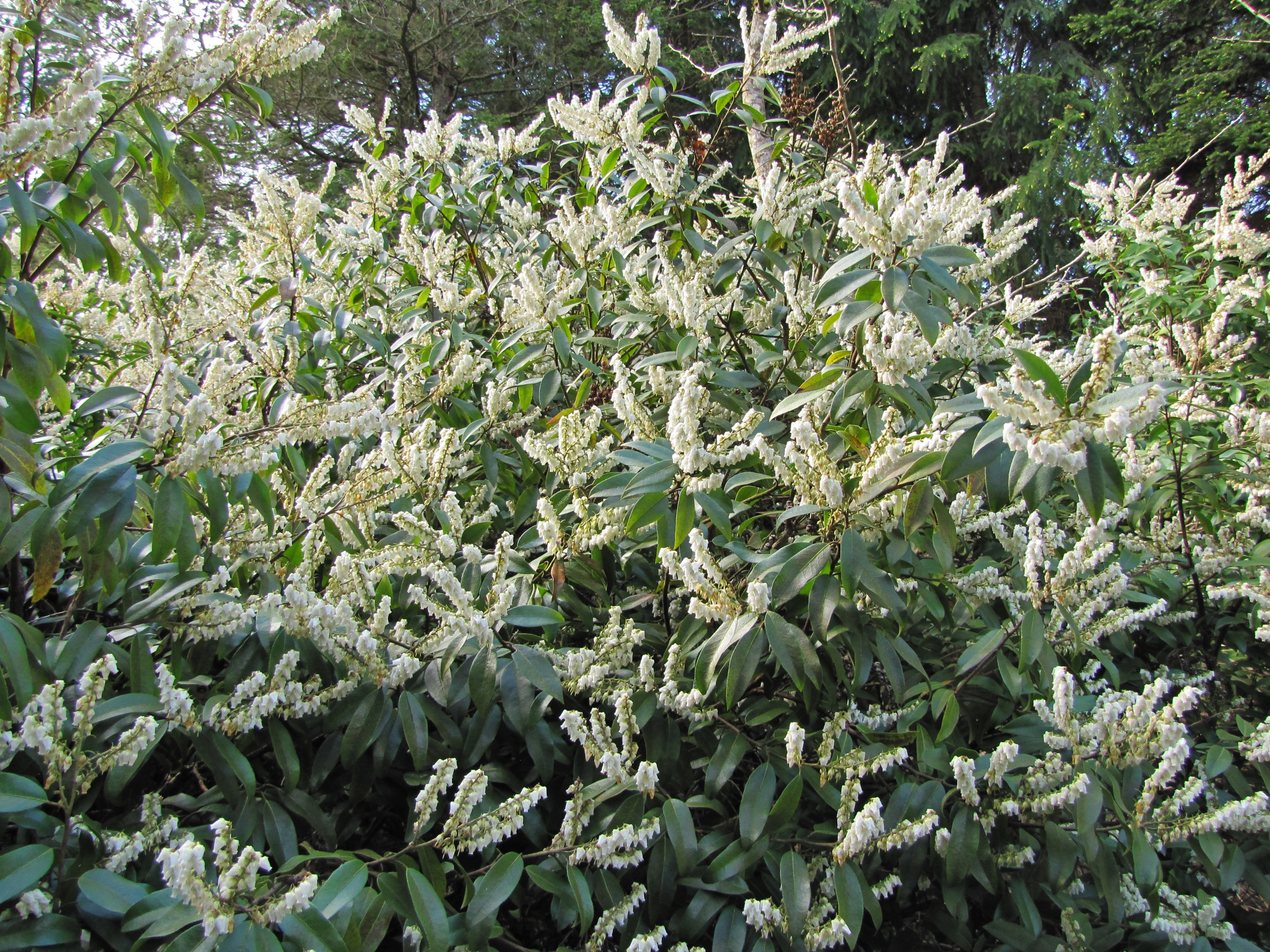 pieris-floribunda-2017-05-11-3.jpg