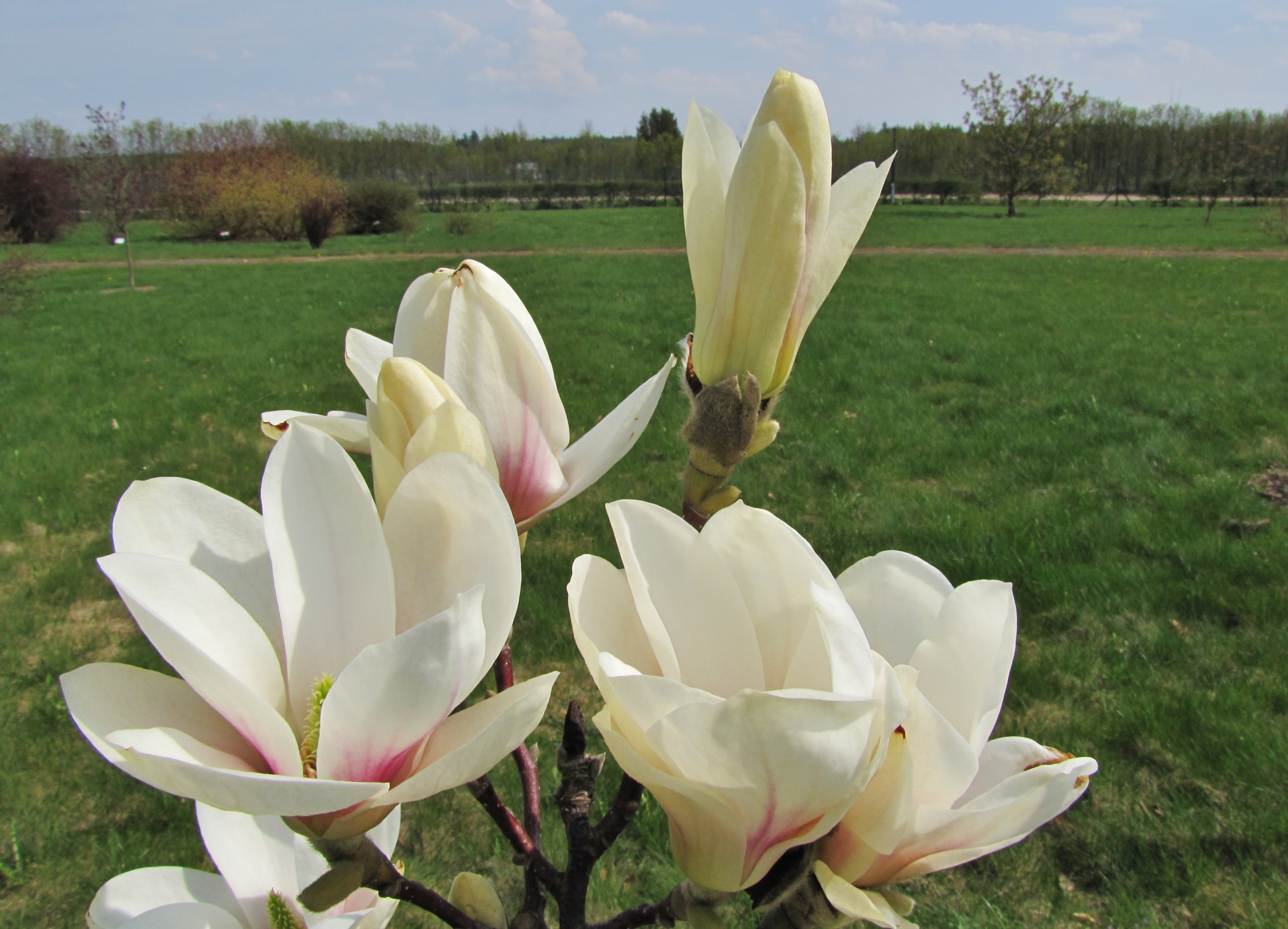 magnolia-amabilis-150428-9.jpg