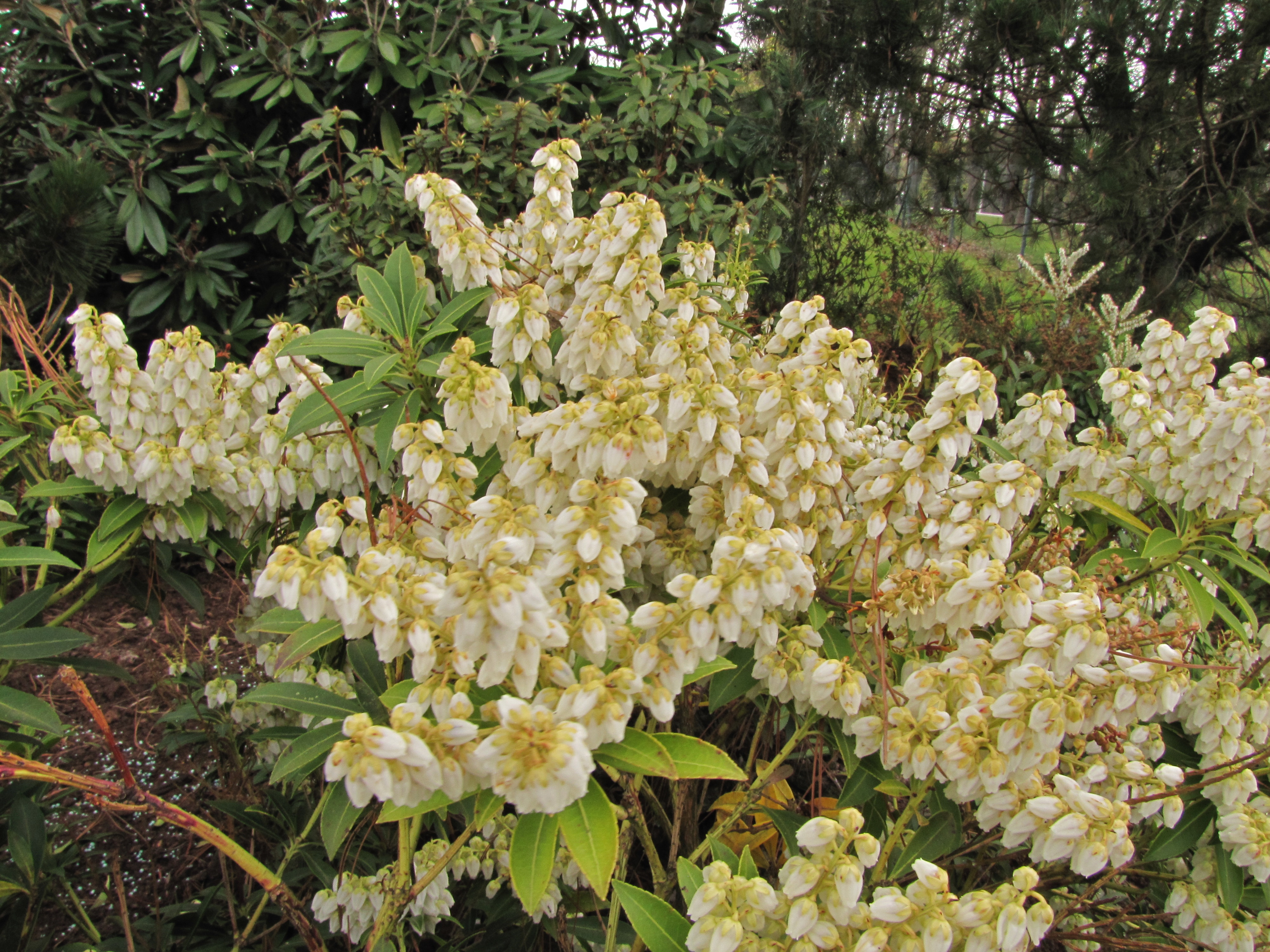 pieris-japon-debutante-150427-3.jpg