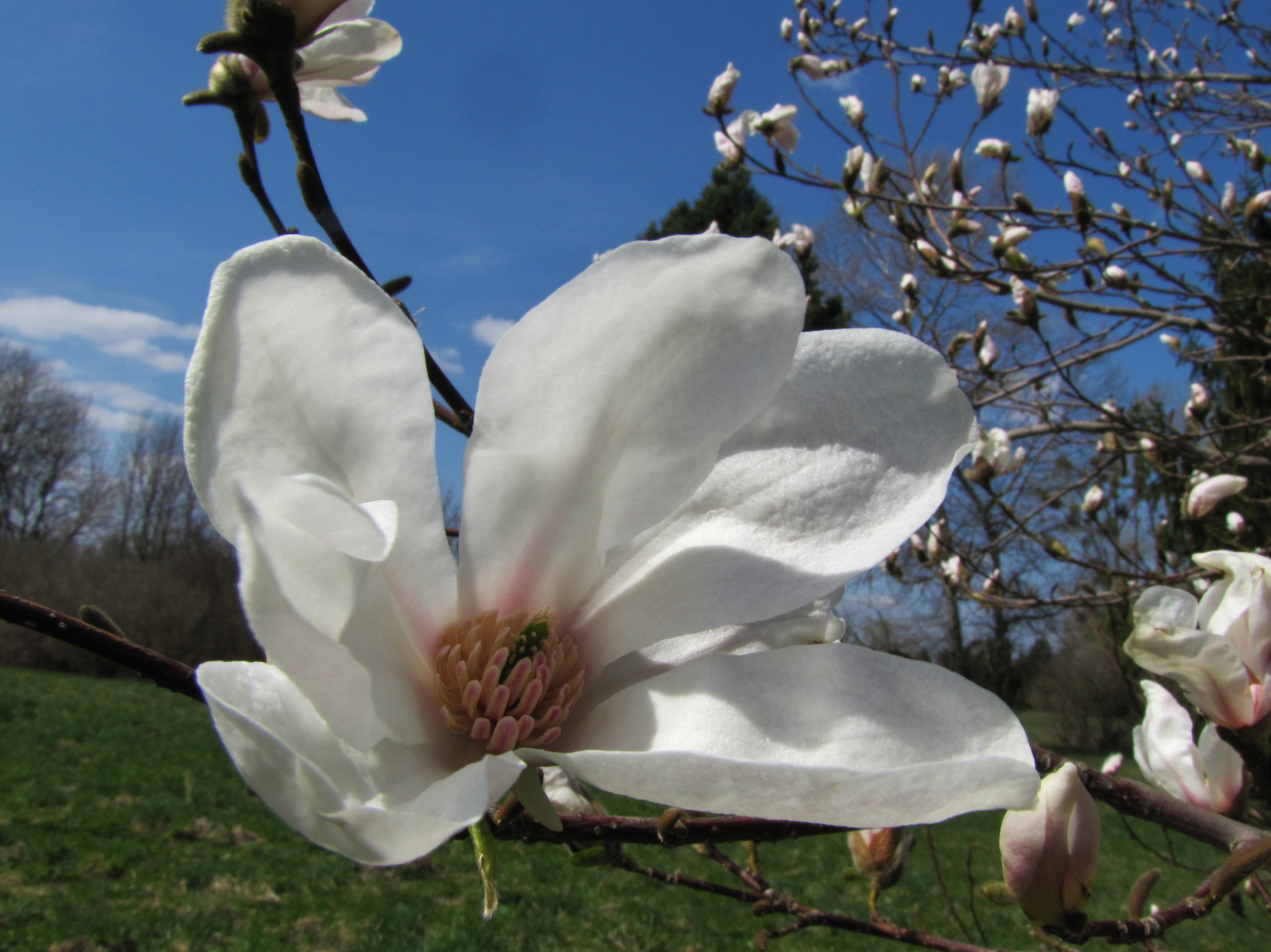 magnolia-kobus-arboretume-130502-2.jpg