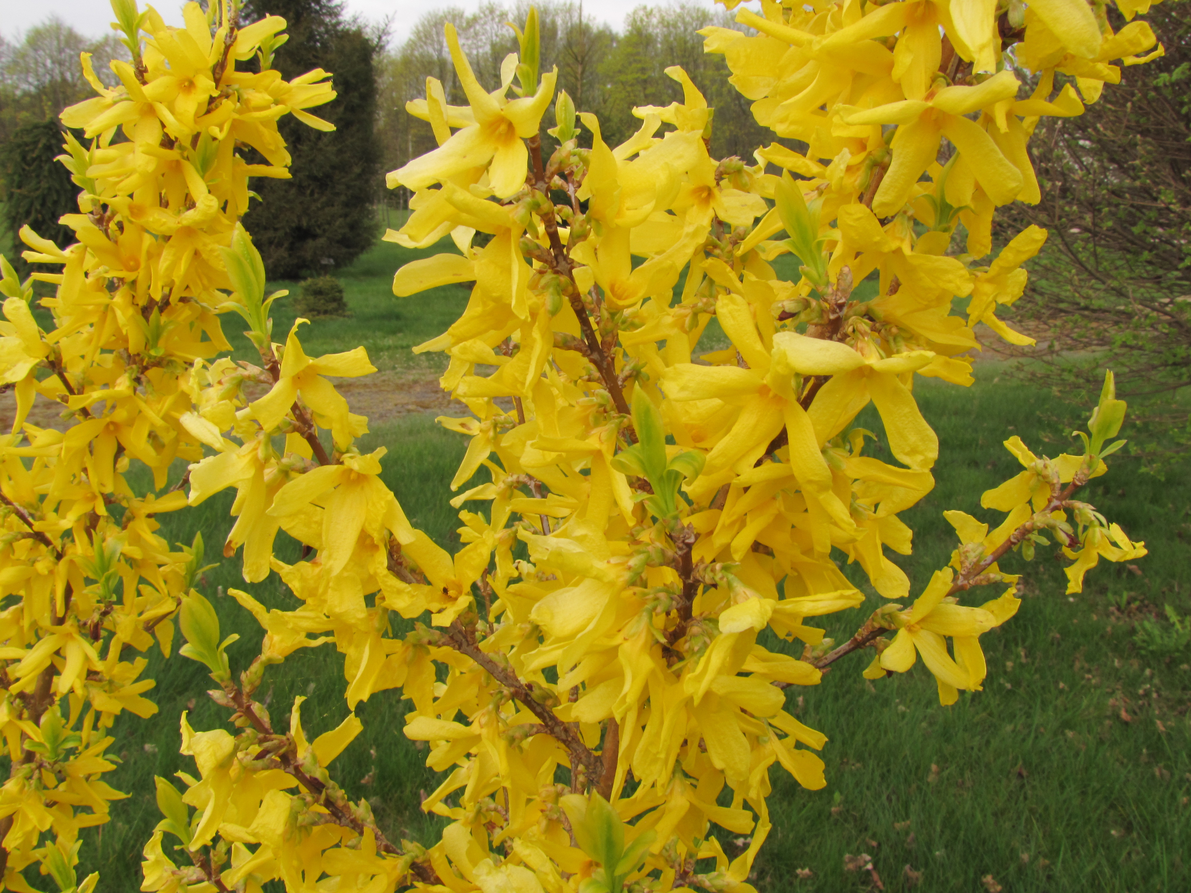 forsythia-golden-times-140422-4.jpg