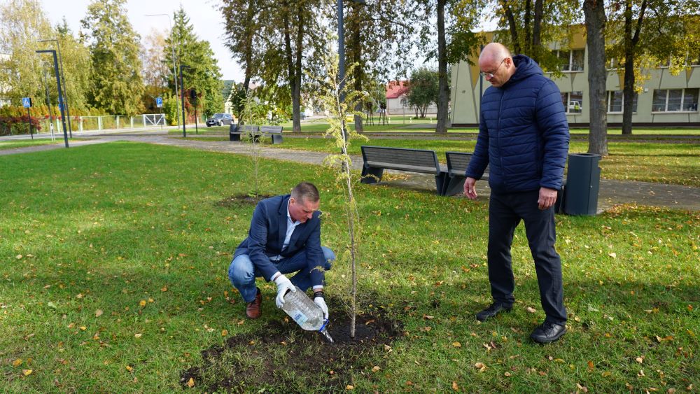 Vietos savivaldos dienos proga svere pasodinti maumedžiai