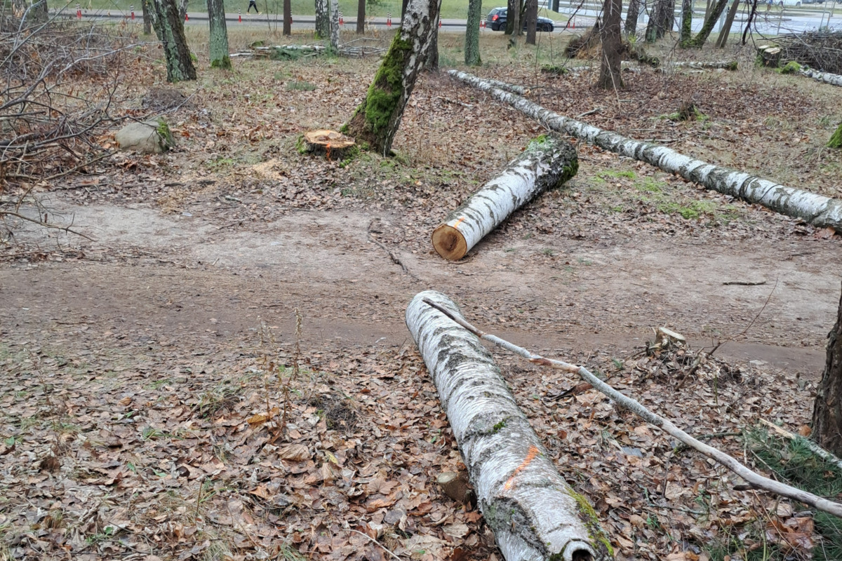 Nupjauti medžiai Vilniaus Valakupių girininkijai priklausančiame sklype / AAD nuotr.