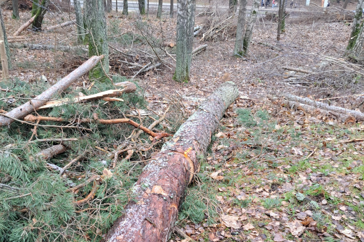 Nupjauti medžiai Vilniaus Valakupių girininkijai priklausančiame sklype / AAD nuotr.