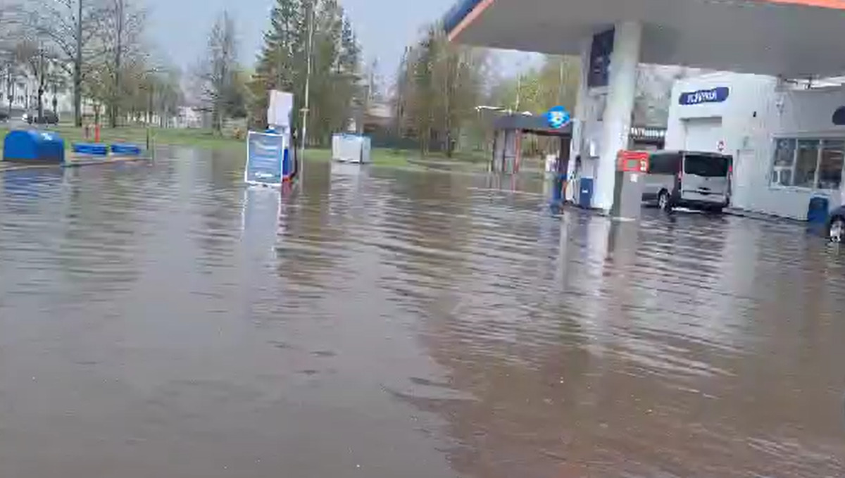 Liūtis Naujojoje Akmenėje. Andželikos Adolevskienės vaizdo medžiagos stop kadrai