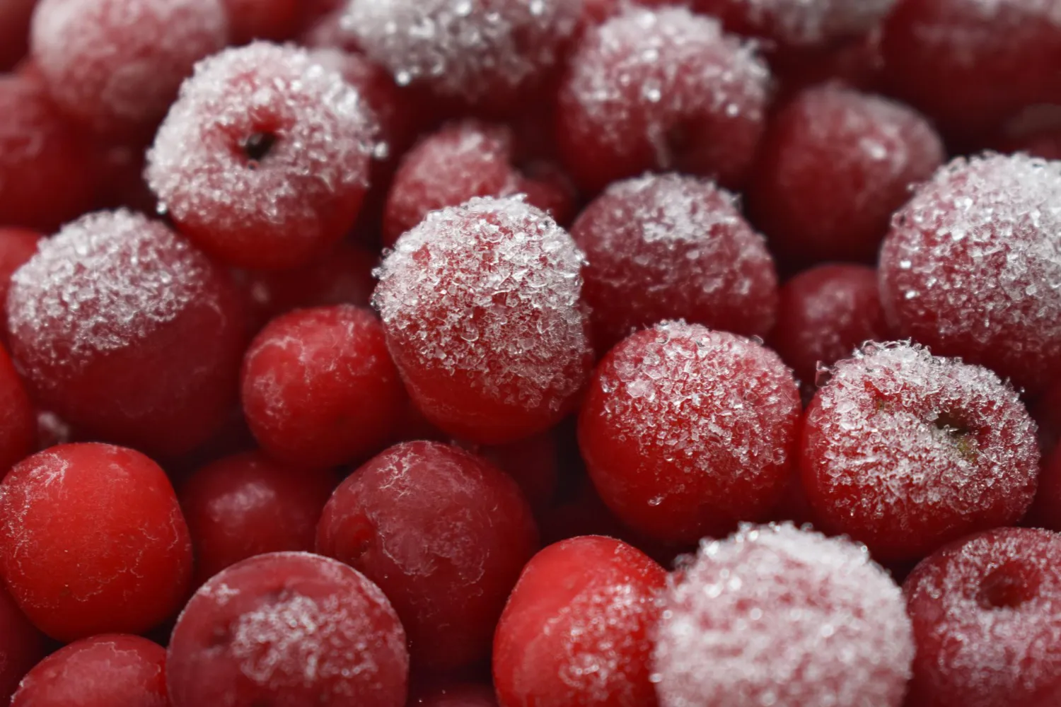 closeup-shot-frosted-red-berries