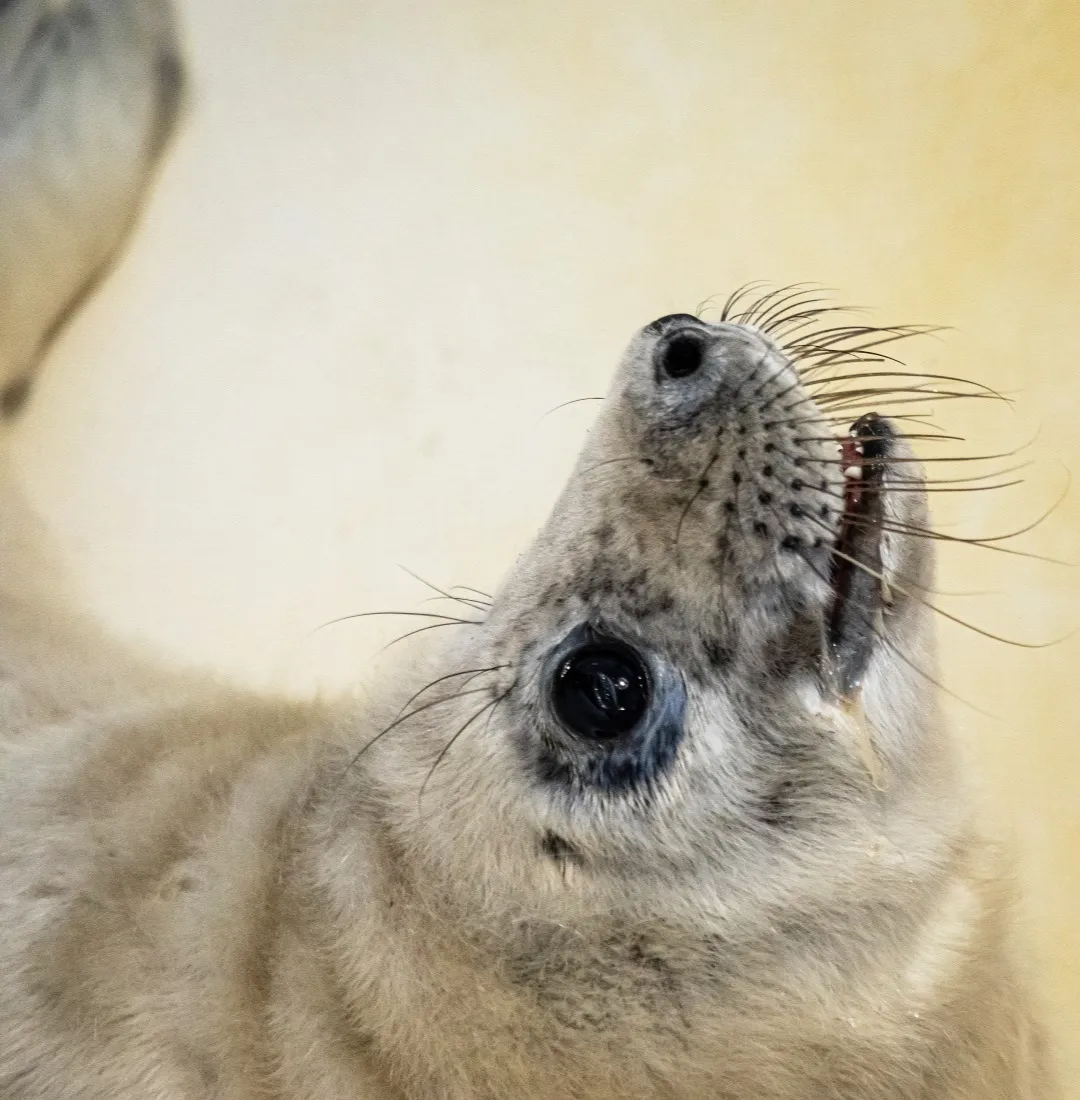 Alfonos Mažūno nuotr. Gydomas Baltijos pilkųjų ruonių jauniklis.