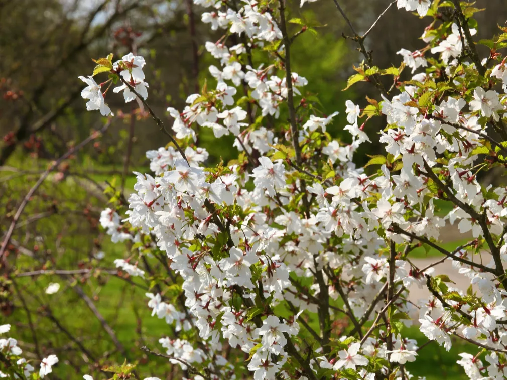 Prunus nipponica var. kurilensis 