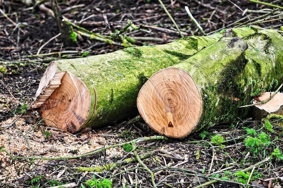 44 nukirsti saugotini medžiai pažeidėjui atsieis daugiau nei 9 tūkst. eurų