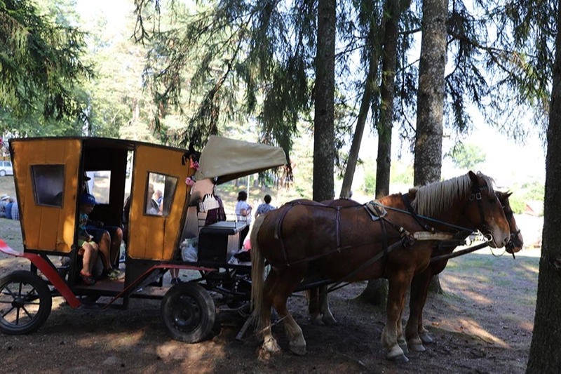 Kopūstienės virimo čempionatas.