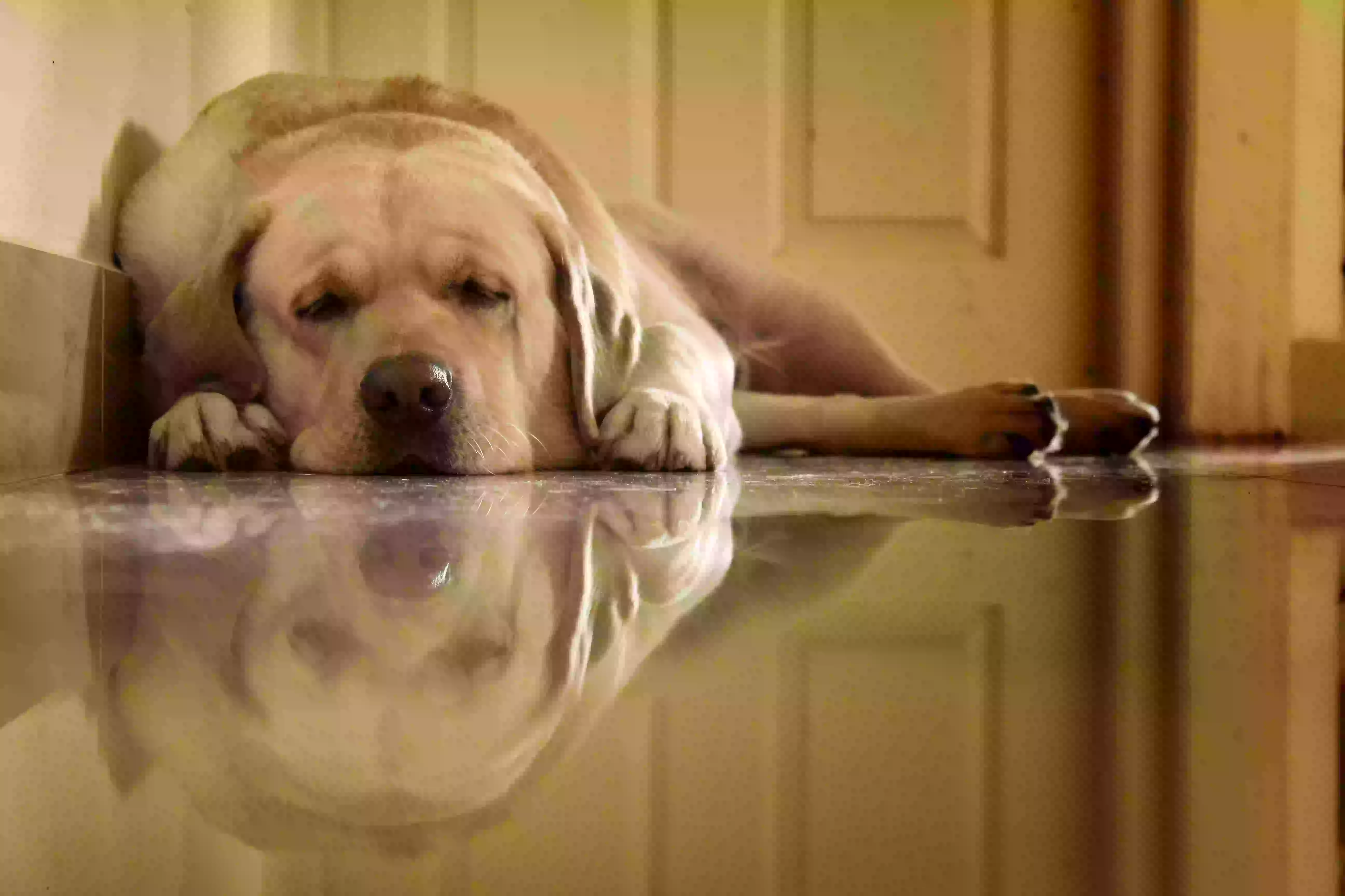 Šunų depresija: 6 požymiai, kad jūsų augintinis serga