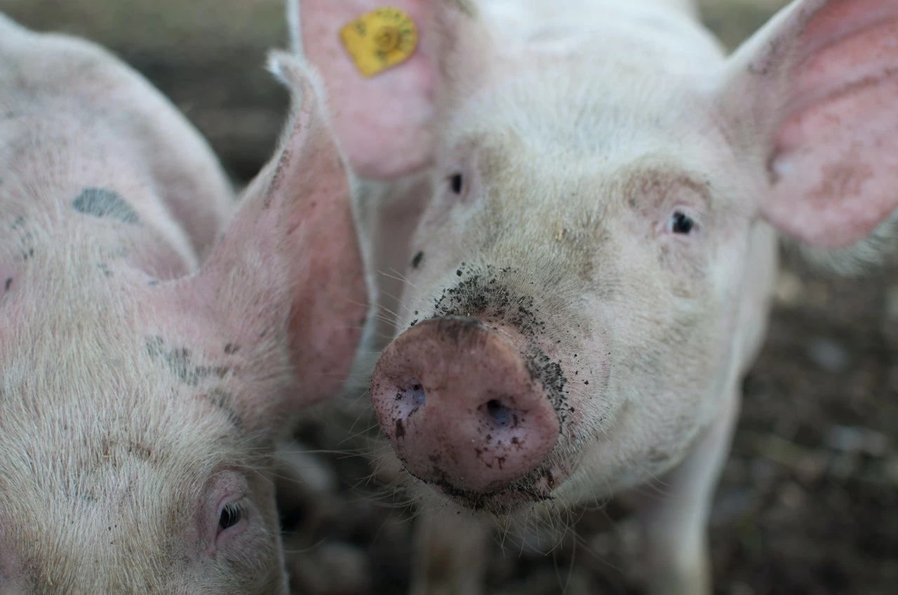 Kiaulių skerdimo apimtys Lietuvoje mažėjo, o supirkimo kaina didėjo