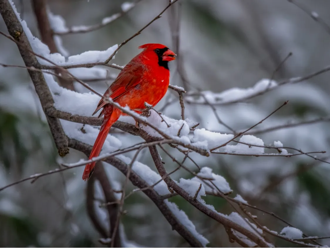 northern-cardinal-bird-snowy-tree