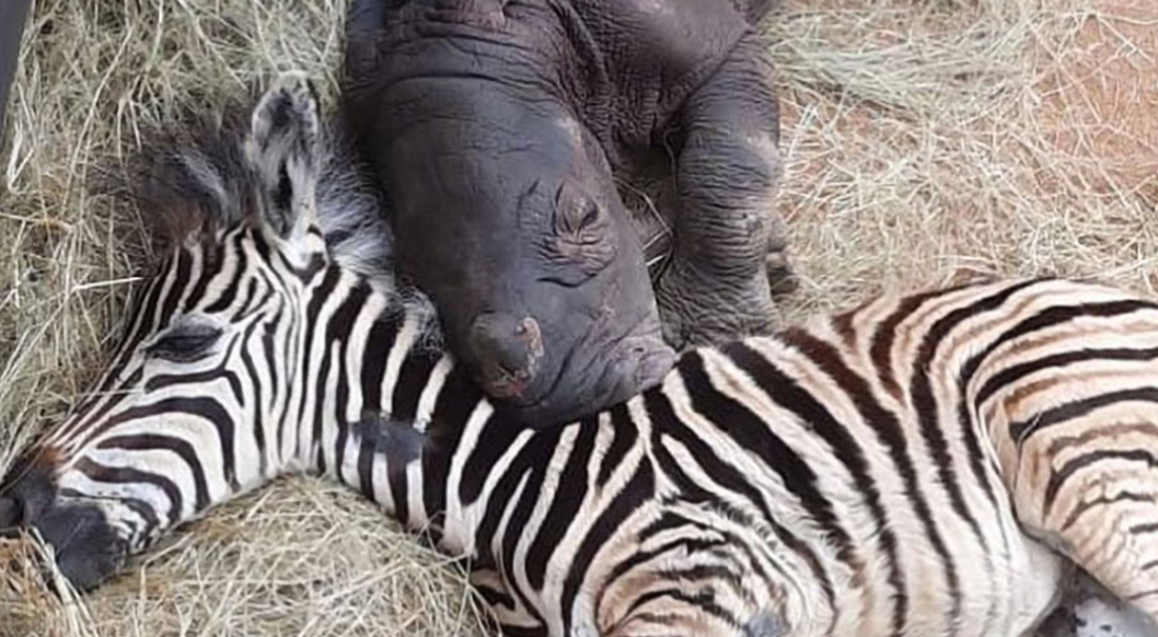 Neįtikėtina zebro ir raganosio jauniklių draugystė