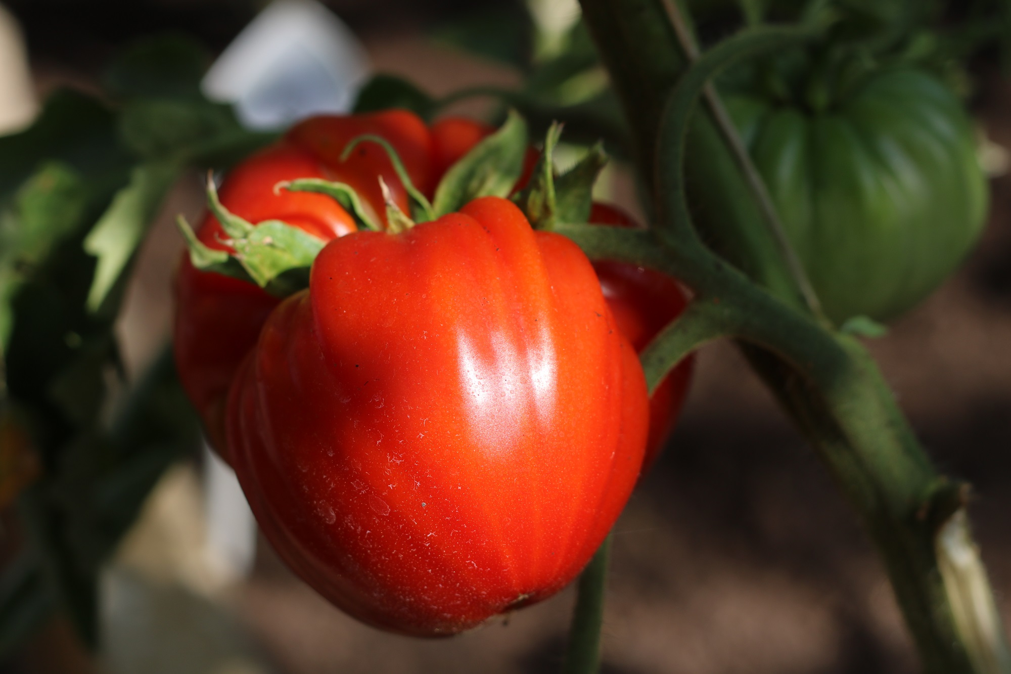pomidorai-seklu-nuotr.jpg