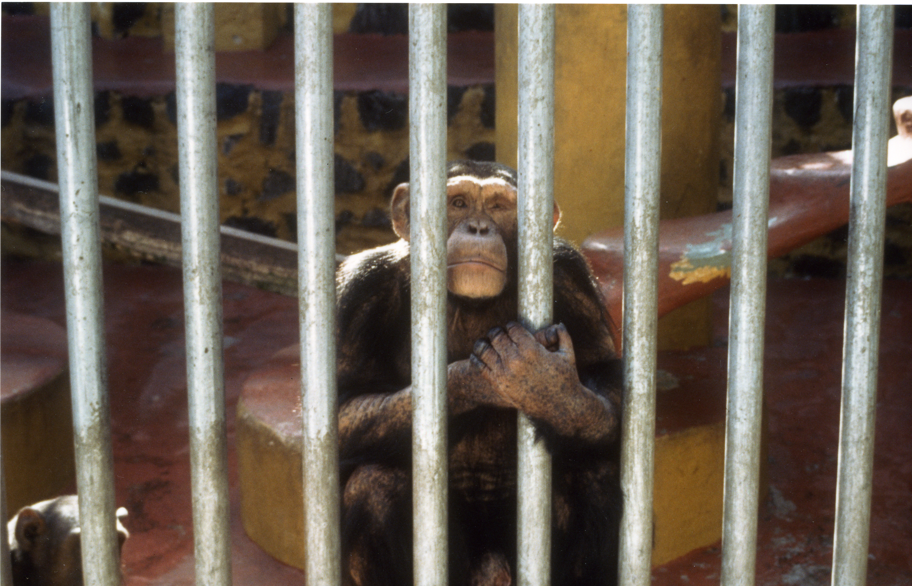 chimp-behind-bars-caps.jpg