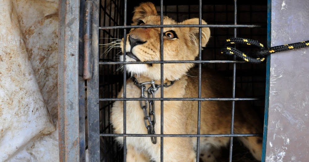caged-lion-circus-lebanon.jpg