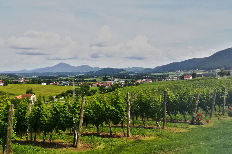vynuogynai-slovenijoje-baltic-tours-nuotr.png