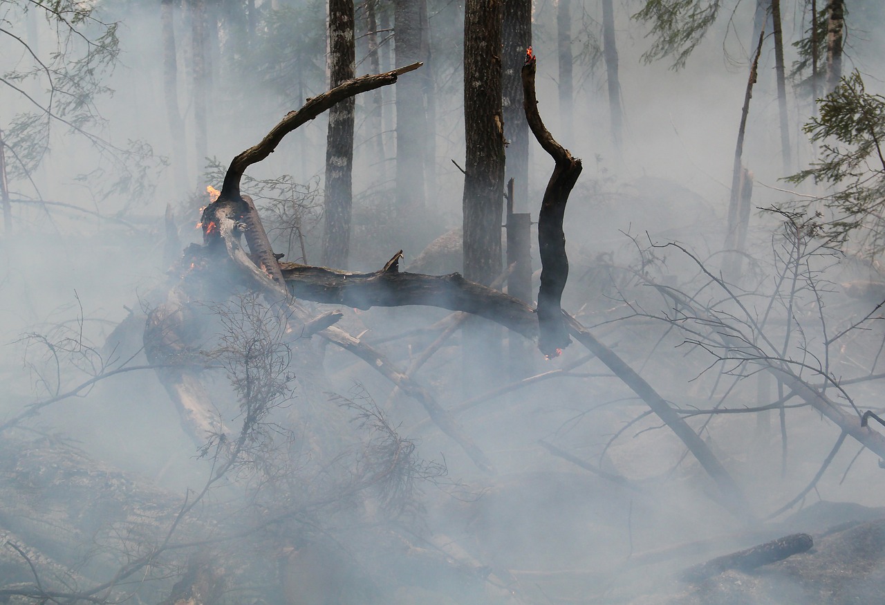 Gaisrų bangą Švedijoje nulėmė miškų ūkio politika, sako aplinkosaugininkai