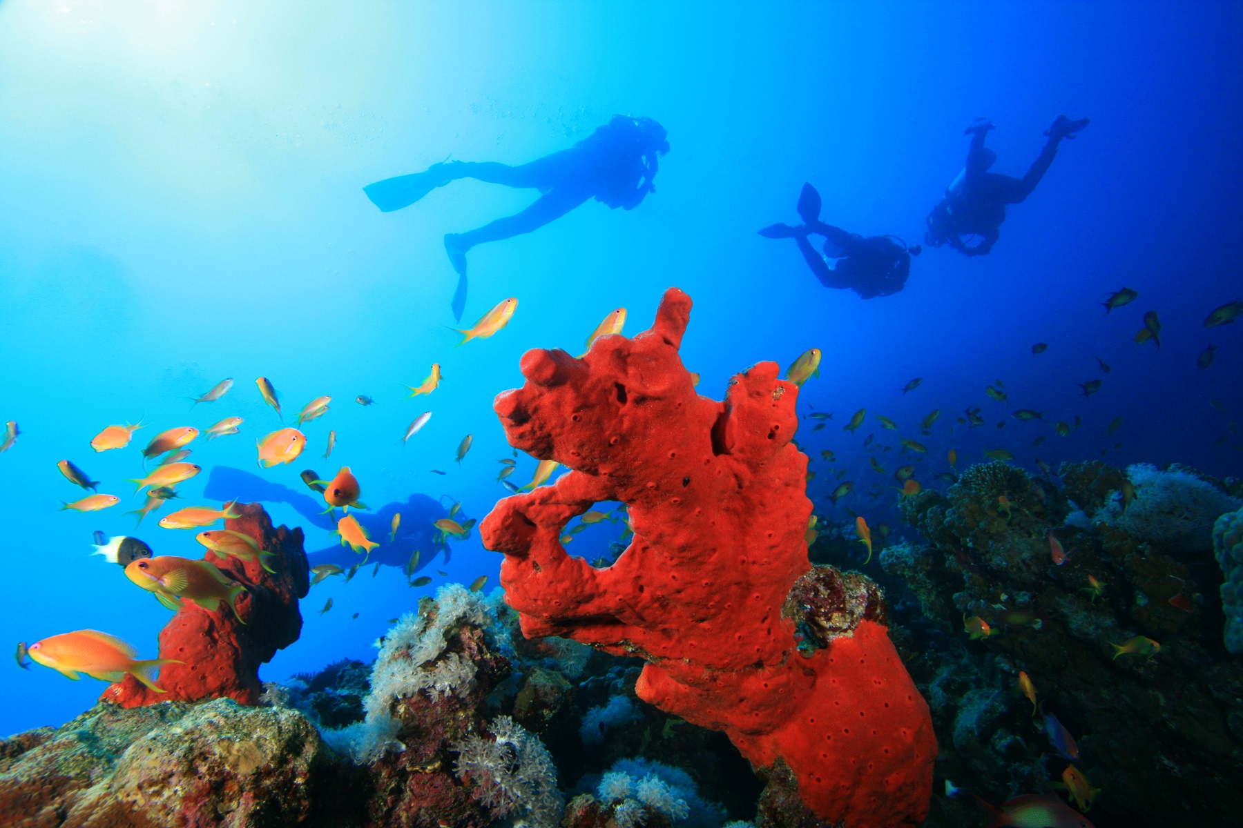 coral-reef-sponges-and-scuba-divers-in-the-red-sea-shutterstock-103369655.jpg