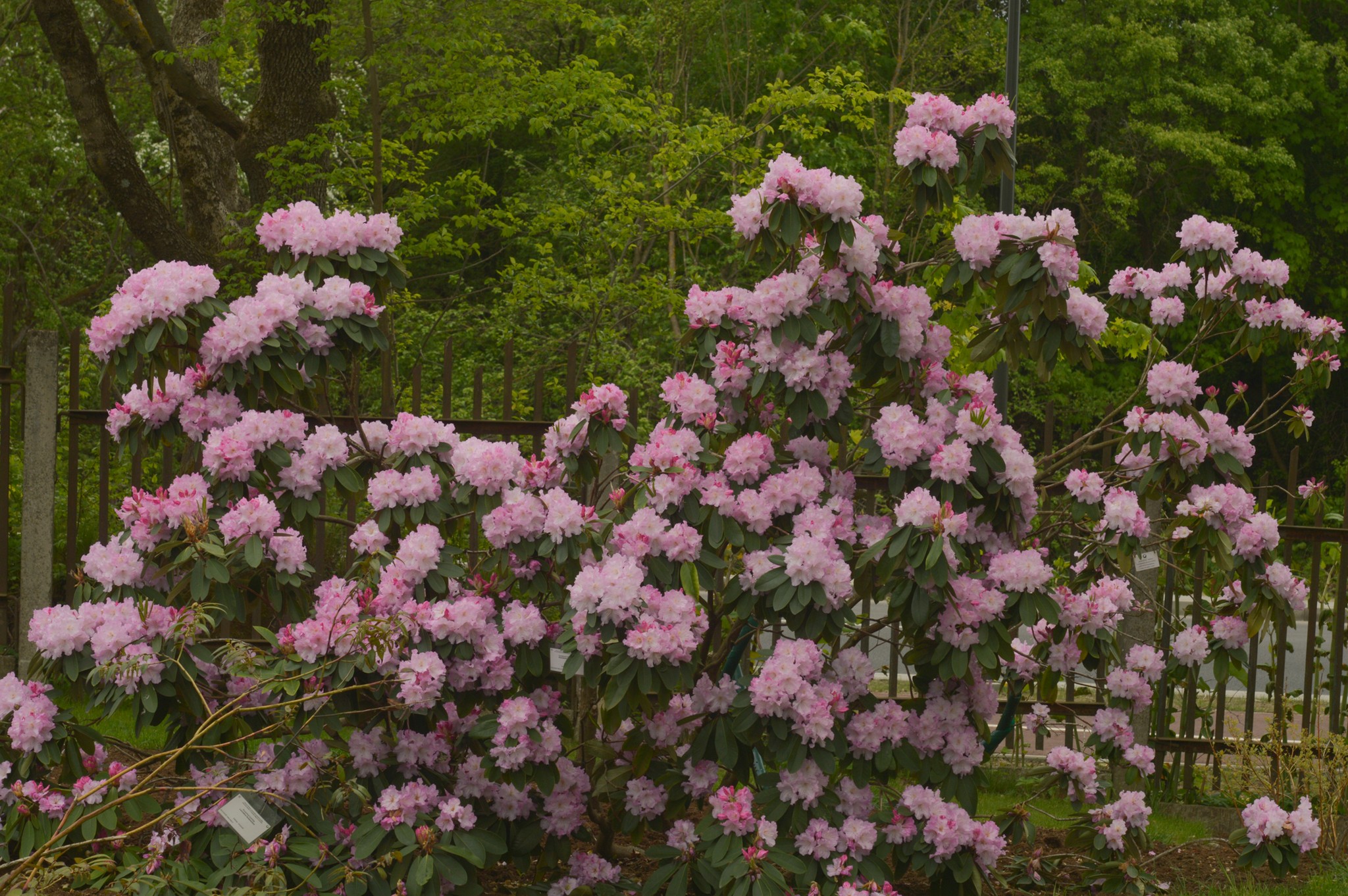 nuostabusisrododendrasrhododendrondecorumfranch.jpg
