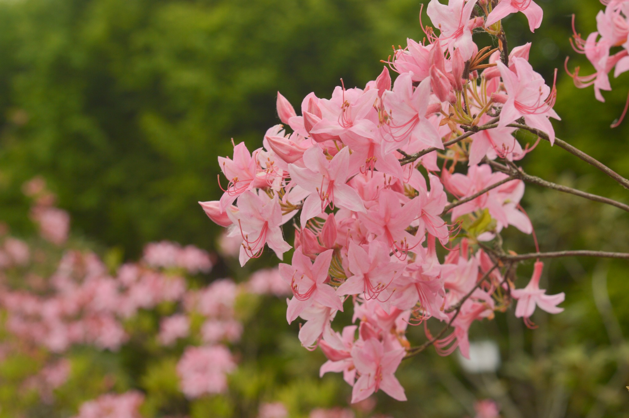 roinisrododendrasrhododendronroseum.jpg