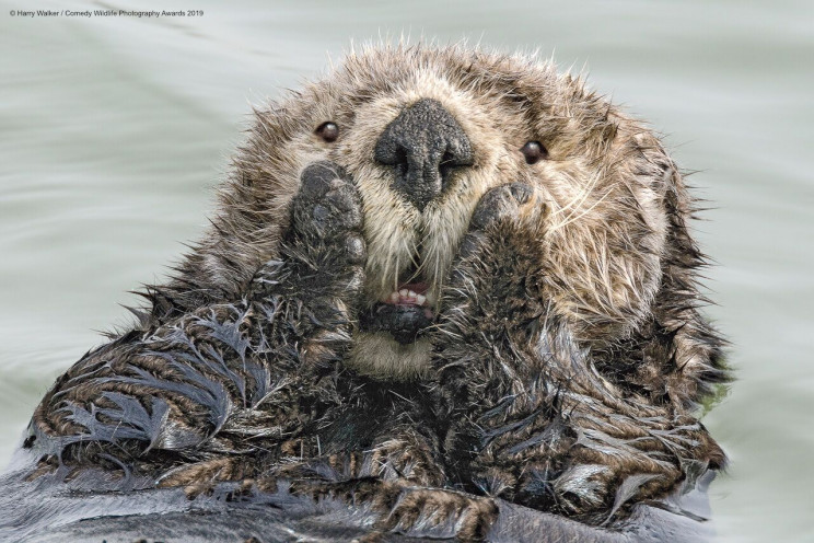shocked-otter-comedy-wildlife-ie-resize-md.jpeg