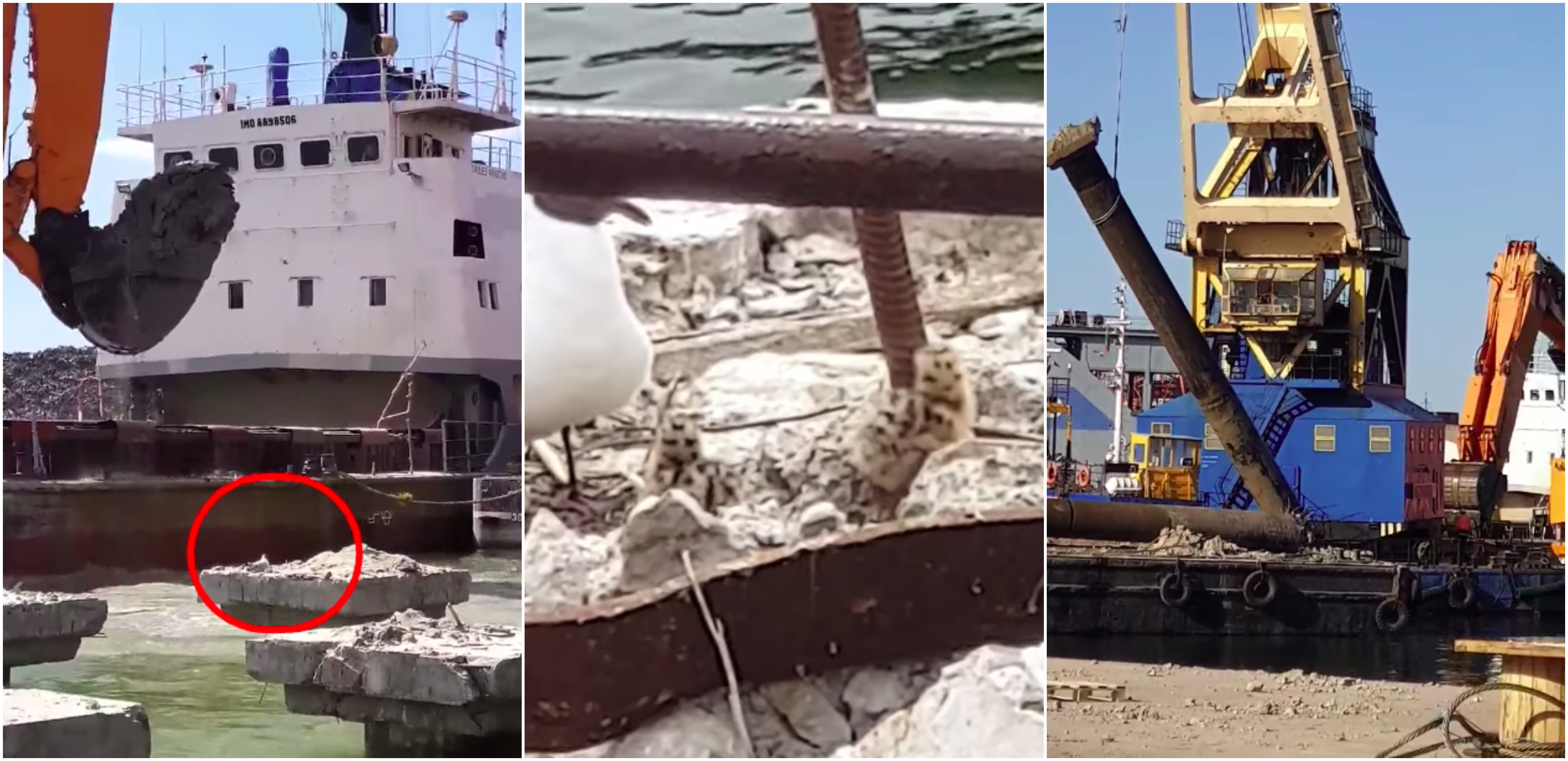 Klaipėdos uosto teritorijoje masiškai naikinami kirų lizdai?