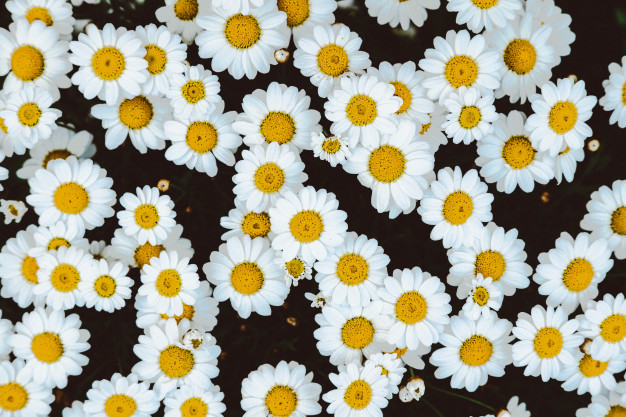 overhead-shot-chamomile-daisy-flower-field-181624-209.jpg