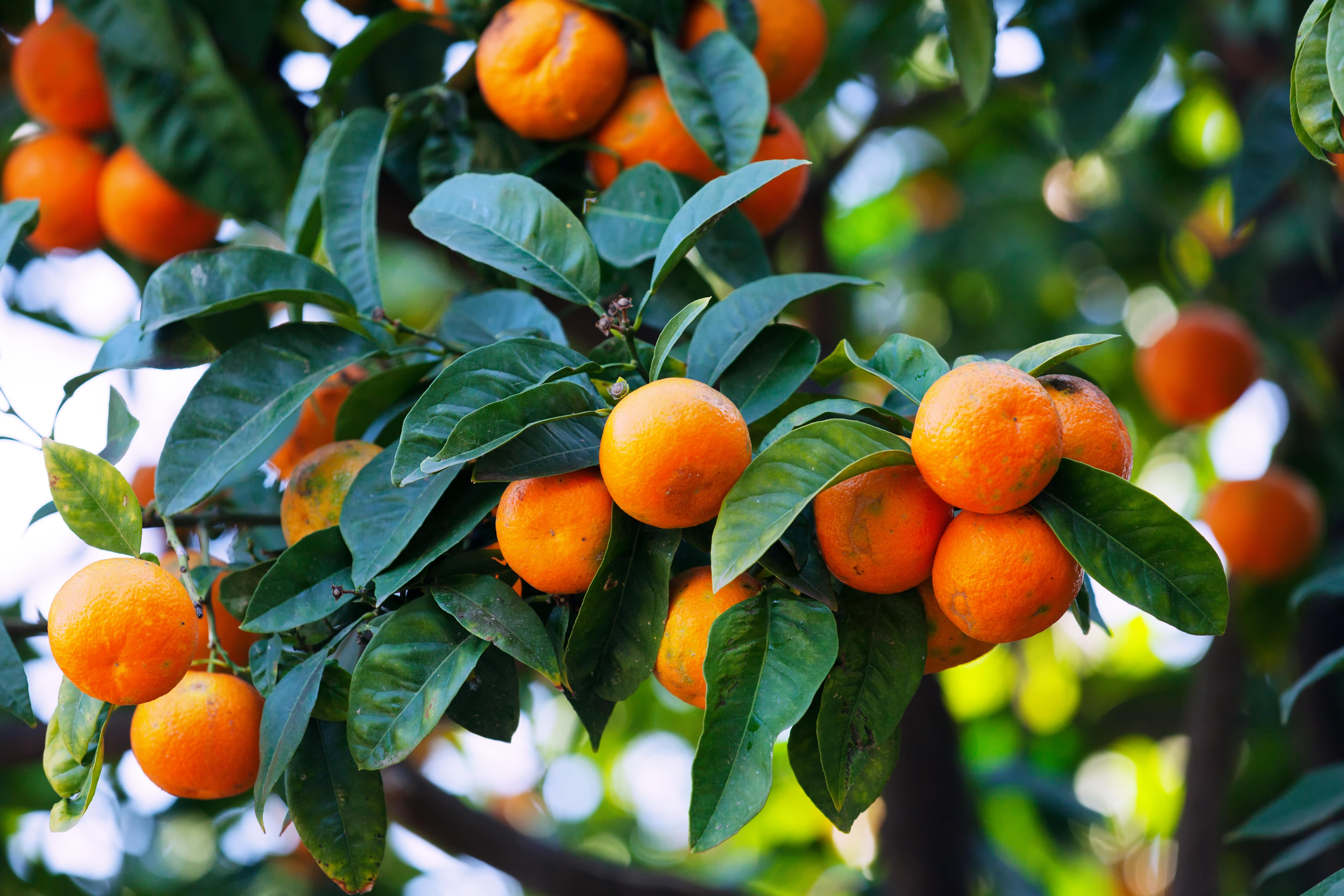 tangerines-branch-min.jpg