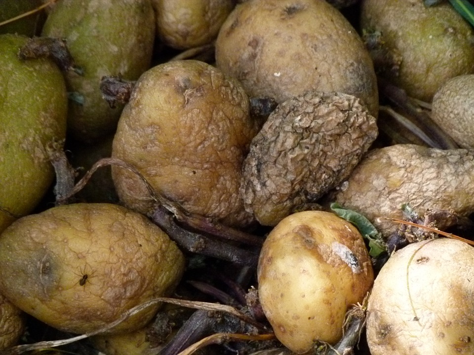 Aktualu pavasarį: pasenusios pernykštės bulvės gali būti mirtinai pavojingos