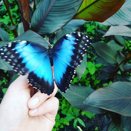 Tropiniai drugeliai papuoš šventę, namus ir padės geriau suprasti gamtos pasaulį