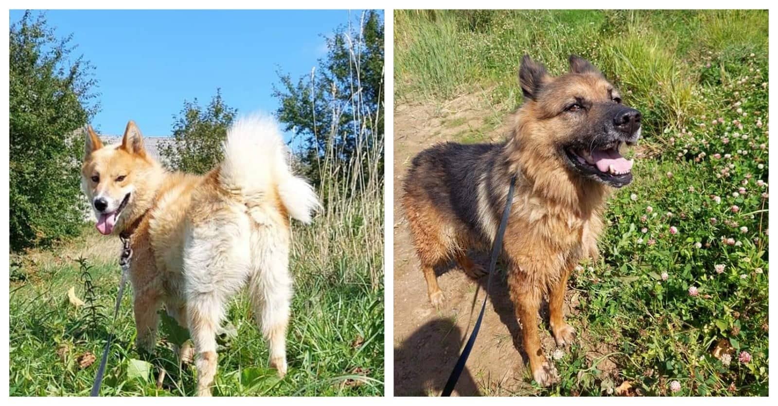 Atklydusių šunų duetas ieško namų Lietuvoje