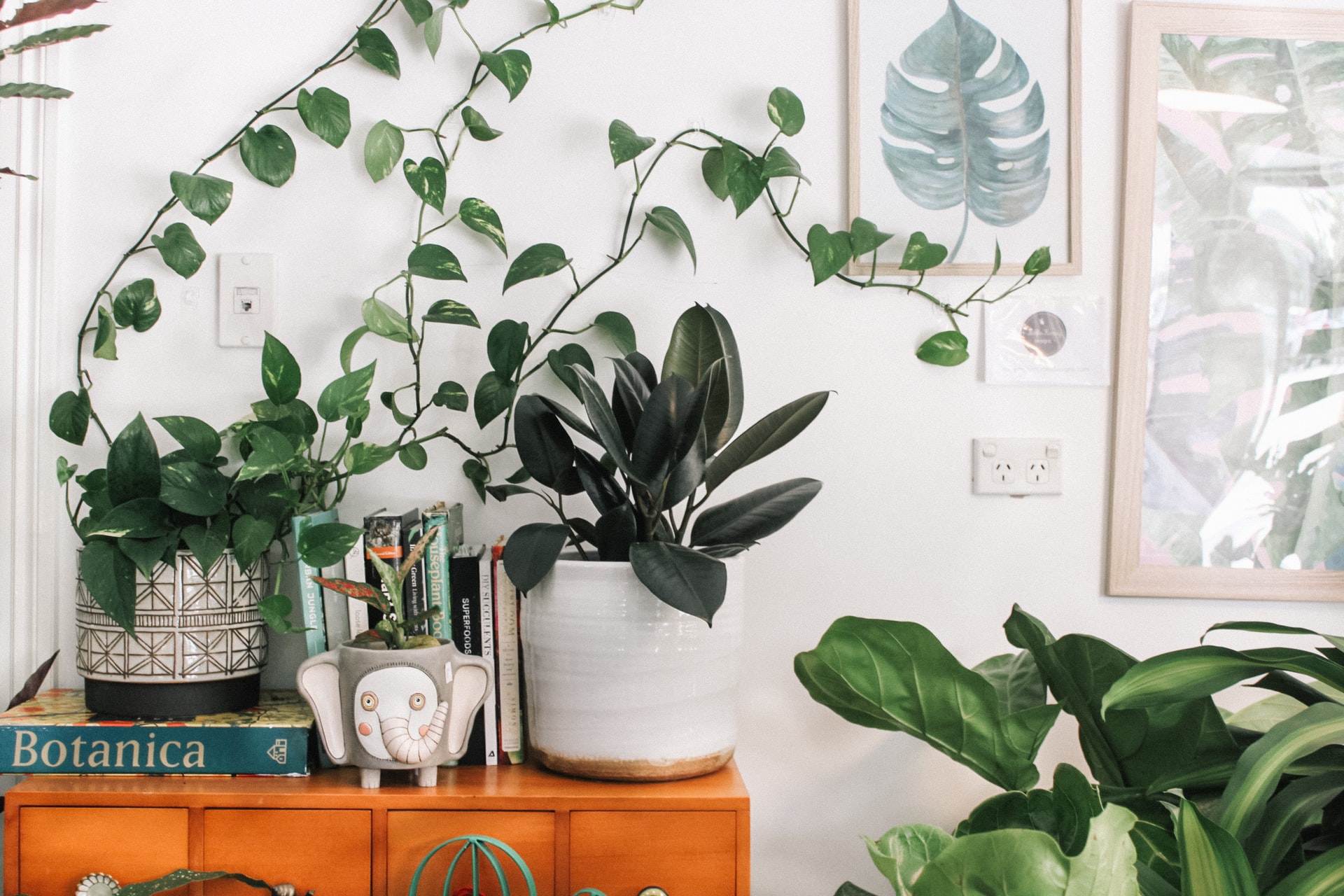 Žalioji oazė namuose – kaip išsirinkti kambarinius augalus ir juos prižiūrėti?