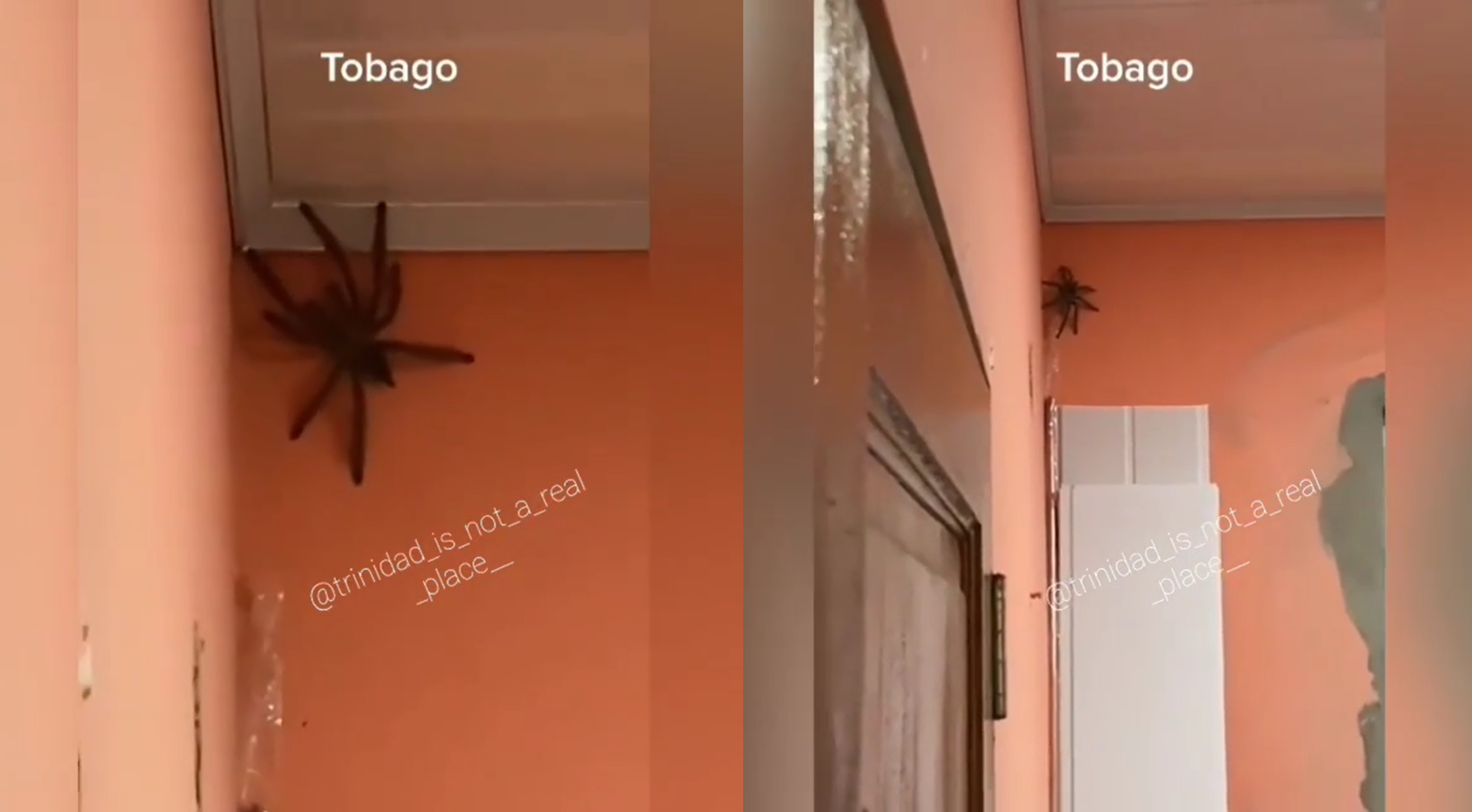 Užfiksuotas stulbinančio dydžio voras: žmonės suglumo ar gali toks išvis egzistuoti? (vaizdo įrašas)