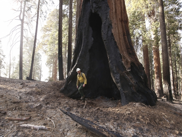 Kalifornijoje siautę gaisrai sunaikino iki penktadalio visų didžiųjų mamutmedžių