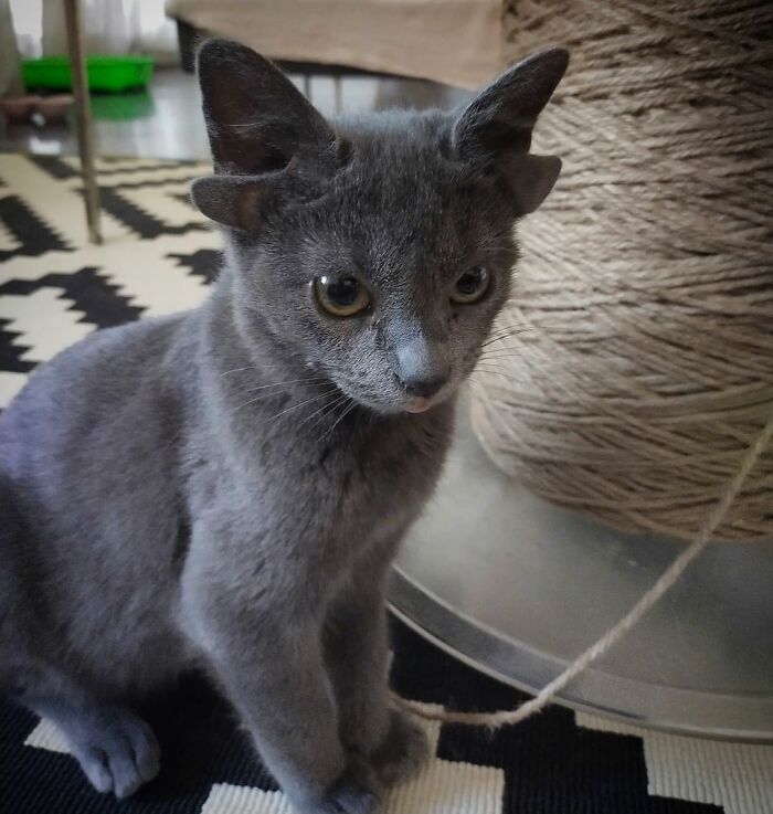 Instagramo žvaigždė – katinas su keturiomis ausimis