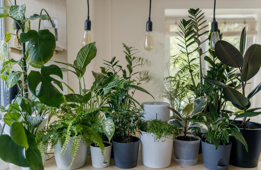 Kokių augalų vengti savo namuose?