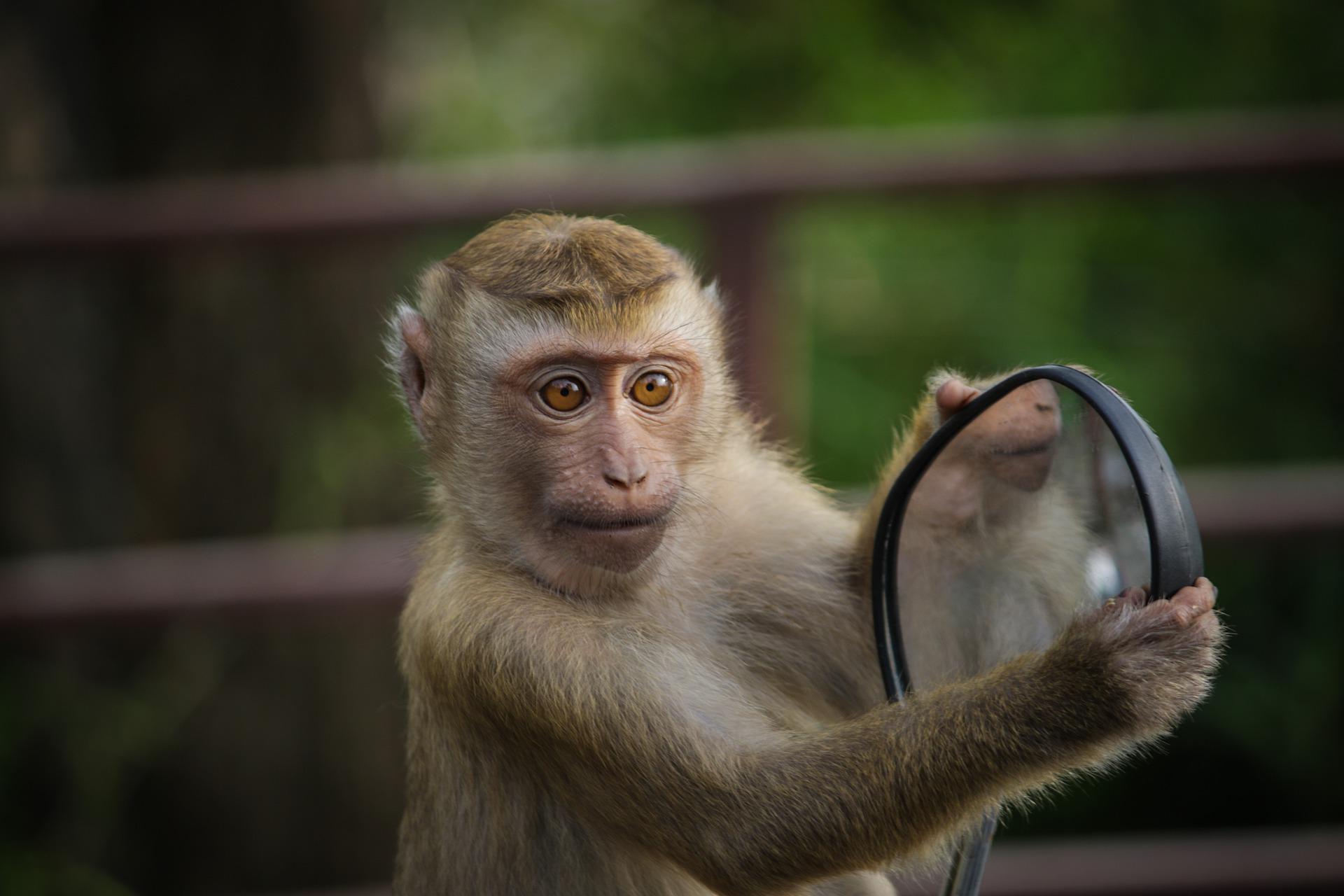 JK patvirtino beždžionių raupų plitimą šalies teritorijoje