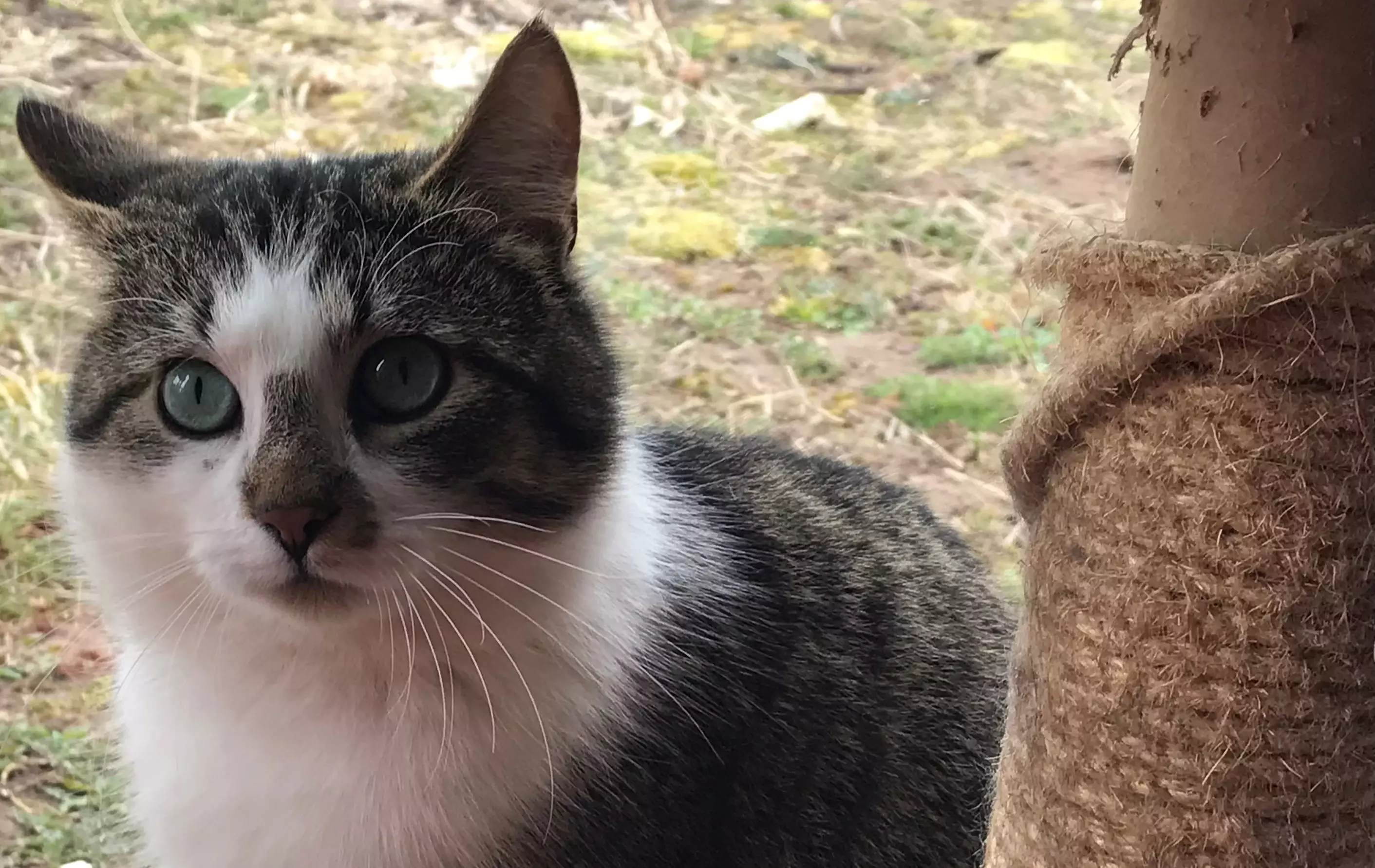 „Batuotos katės“ – nauja kačių prieglauda Šiauliuose